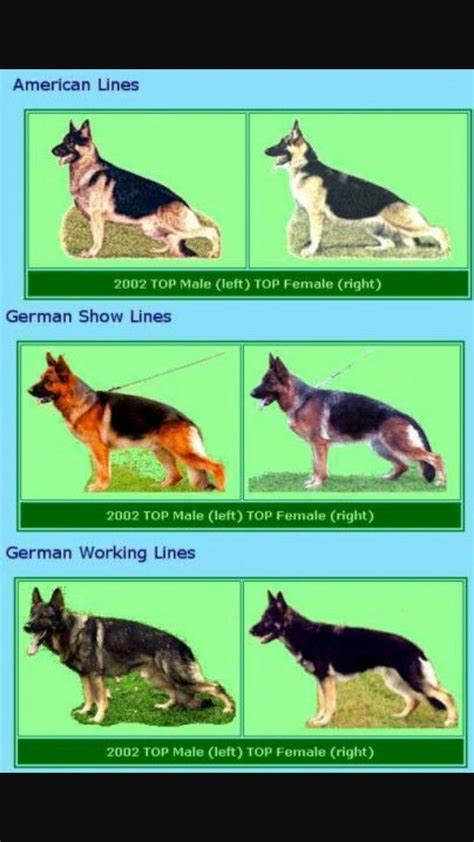 Gsd Types German Shepherd Dogs Shepherd Dog Gsd Dog