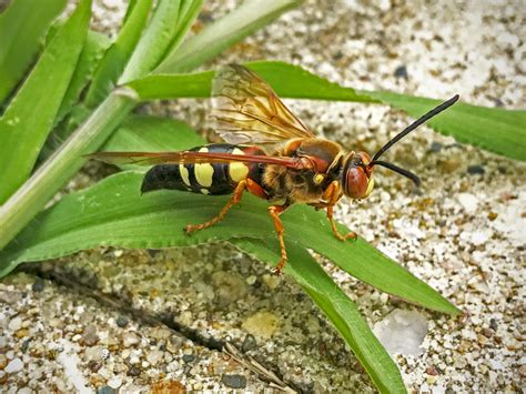 Cicada Killer Control How To Get Rid Of Wasps Rose Pest Solutions