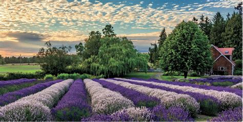 Top Sequim Lavender Farms You Should Visit