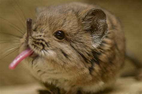 Your New Favorite Animal Is The Sengi