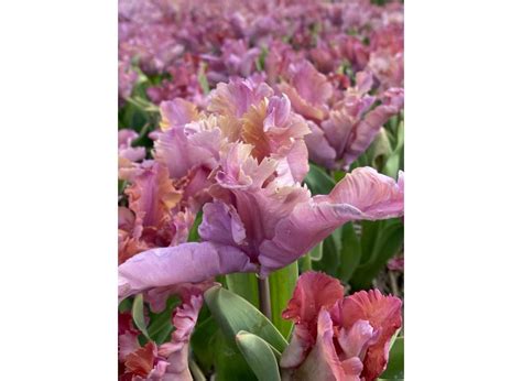 Buy Tulips Vovos Flower Bulbs Online Bulbinl