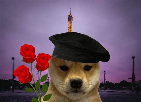 Pin By Krazy Kookies On Dog Xhido Cute Animals Dog Memes Doggy