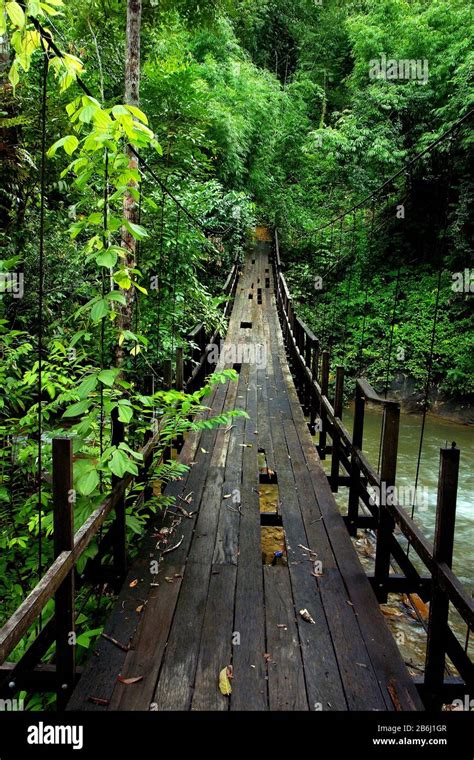 Rain Rainforest Bridge Wood High Resolution Stock Photography And