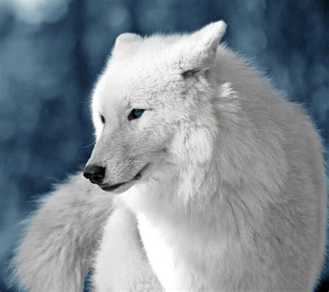 White Wolf Wolf Photos Snow Wolf Wolf Dog