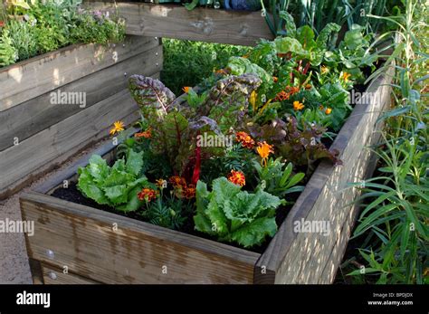 Small Urban Vegetable Garden In Enclosed Raised Beds Stock Photo Alamy