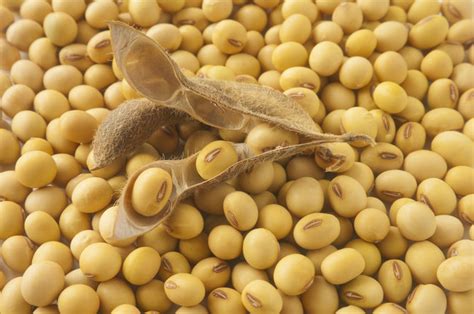 9 Jenis Kacang Yang Kaya Nutrisi Dan Populer Di Indonesia