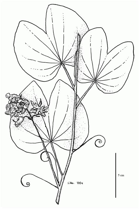 Https://favs.pics/coloring Page/easy Rainforest Coloring Pages
