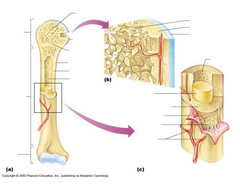 Two types of bone tissues in cross section of a long bone : Long Bone Anatomy