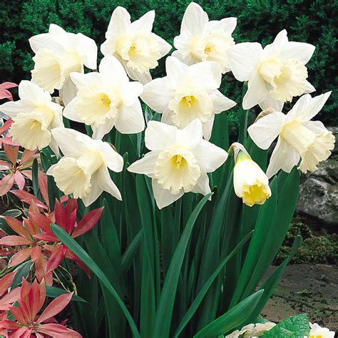 Daffodil Bulbs Green Thumb Yard Care Llc