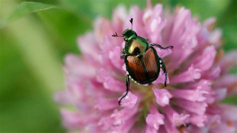 Avoid Growing These Plants To Keep Your Garden Free Of Japanese Beetles
