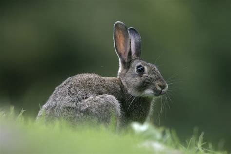 Discover The Fascinating Lives Of Wild Bunnies All About Rabbits