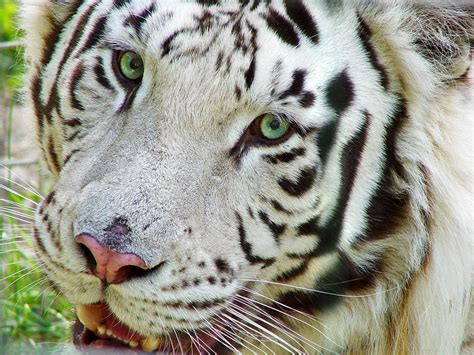 Ver más ideas sobre tigres, tigres uanl, tigres futbol. Maria Jose: Tigres Blanco