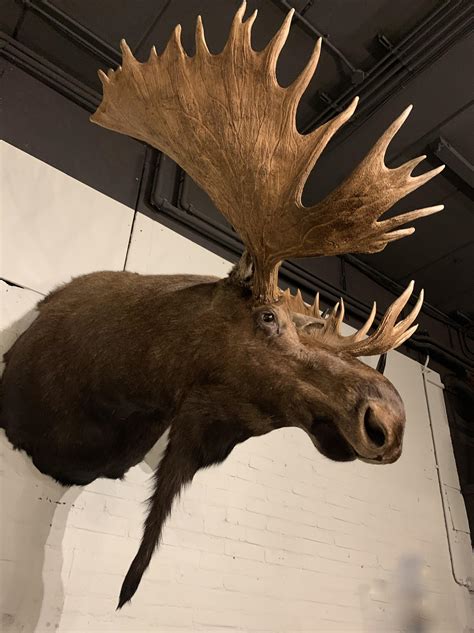 Enormous Shoulder Mount Of A Massive Canadian Moose At 1stdibs Moose