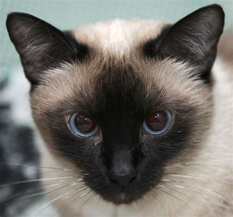 Siamese Cat Siamese Cat Only Head Blue Eyes And