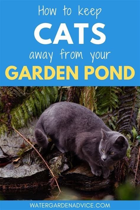 These are all normal behaviors for cats, especially if they are place your plants on a balcony, sun porch, or room that your cat can't access. How To Keep Cats Away From Your Pond | Water Garden Advice ...