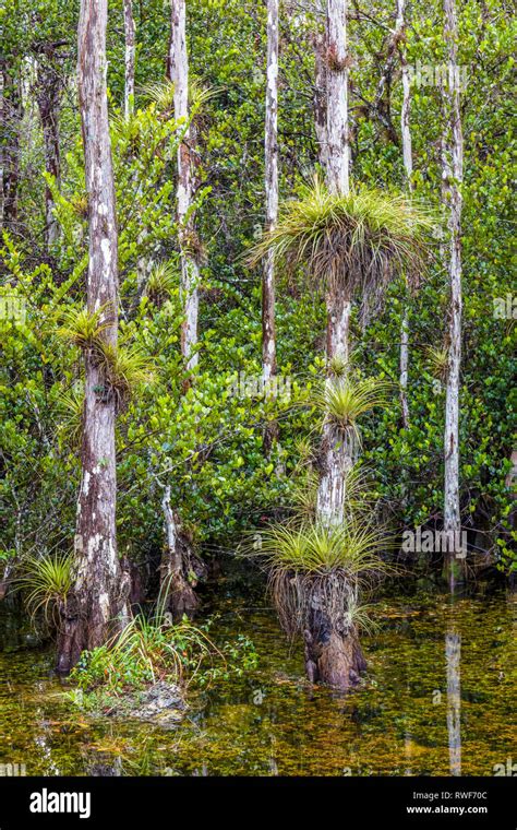 Cypress Trees In Swamp In Sweetwater Slough On Loop Road In Big Cypress