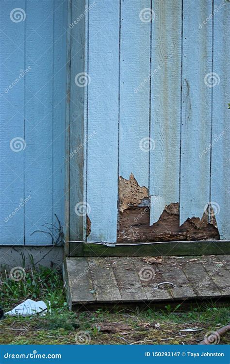 Cracked Damage From Termites Along House Edge In Siding Stock Image