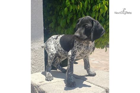 I'm in orange county california and would be willing to do a little driving to find a good puppy. Gsp: German Shorthaired Pointer puppy for sale near San Diego, California. | 9c88d4bd-dd01