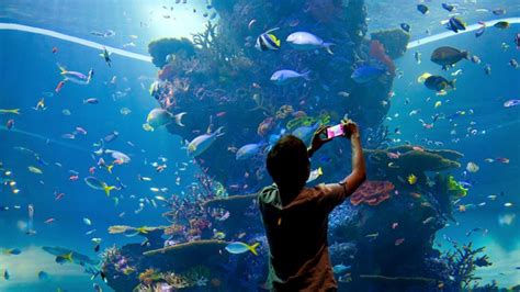Sea Aquarium At Sentosa Island Visit Singapore Official Site