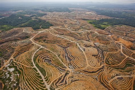 The majority of the workers are underpaid, have uncertain contracts and have to struggle with unhealthy working conditions. How Tracking Product Sources May Help Save World's Forests ...