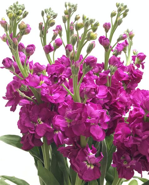 Double Stock Hot Pink Double Stock Flowers And Fillers Flowers By