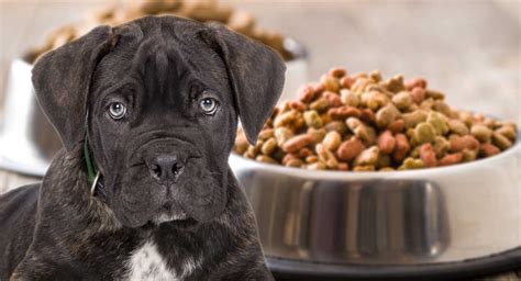 Best Puppy Food For Cane Corso Review And Tips To Help You Choose