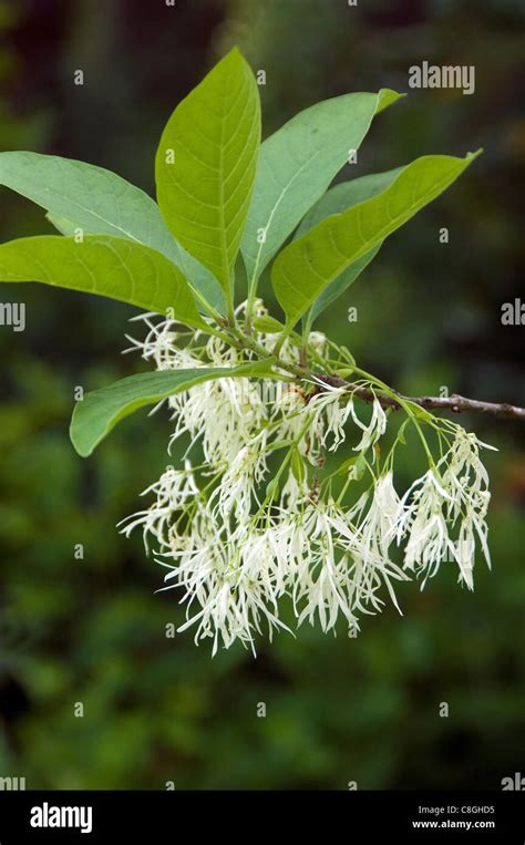 White Fringetree Chionanthus Virginicus Flowering Twig Stock Photo