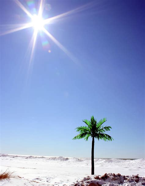 Sunny Beach With Palm Tree Photograph By Teresa Lett