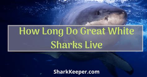 How Long Do Great White Sharks Live Shark Keeper
