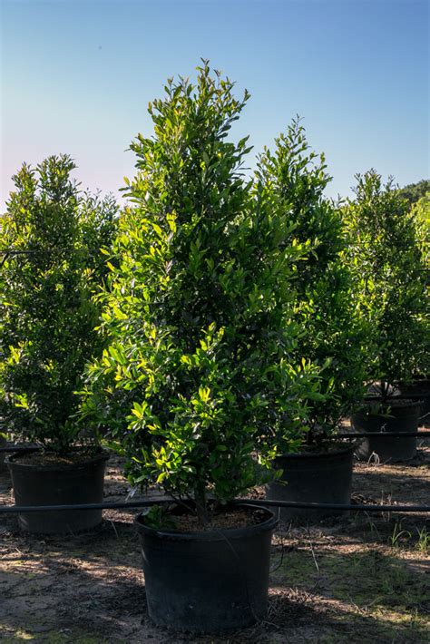 Cherry Laurel Trees  US Trees of Texas