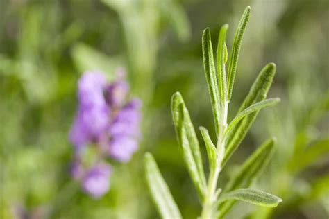 When To Harvest Lavender And How To Use Lavender Leaves