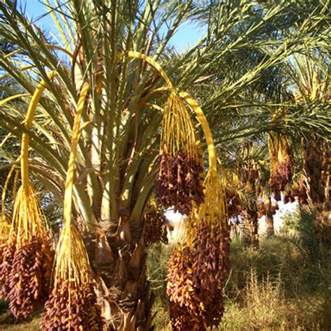 Phoenix Dactylifera Deglet Nour Seeds Date Palm True Date Palm