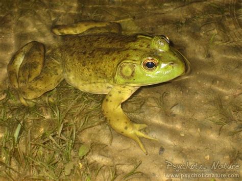 American Bullfrog Lithobates Catesbeianus Please Give Attr Flickr