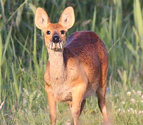 Meet 6 Small And Bizarre Deer Species Cool Green Science