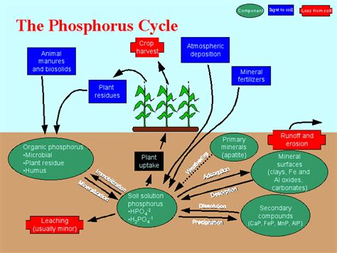 🌷 Phosphorus Cycle Simple Explanation What Is The Phosphorus Cycle In