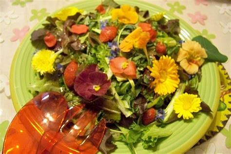 Cuisine En Folie Quiche Corse Aux Herbes Et Salade De Fleurs
