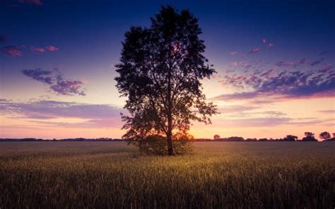 Sunset Scenery Lonely Tree Wheat Field Wallpaper Nature And