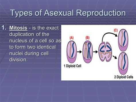 Asexual Reproduction What Is Reproduction Presentation Biology