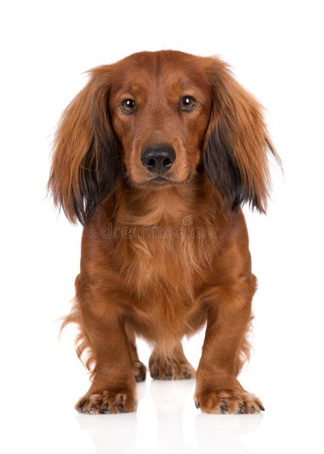225 Standard Long Haired Dachshund Photos Free And Royalty Free Stock