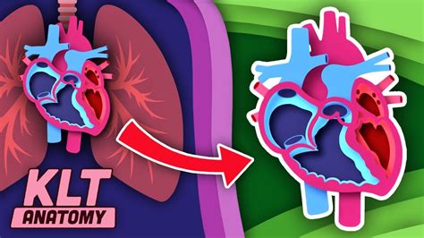 How The Human Heart Works Klt Anatomy Youtube