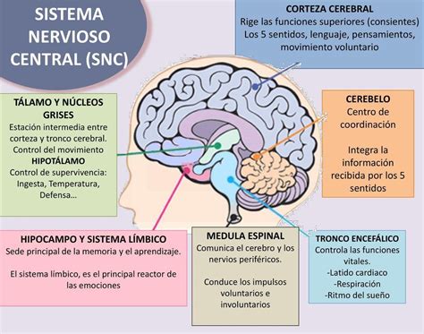Sistema Nervioso Sistema Nervioso Sistema Nervioso Central Dibujo