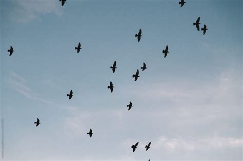 Flock Of Birds In Flight During Sunset Del Colaborador De Stocksy