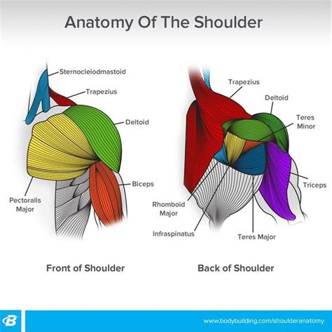 Anatomy Of The Shoulder Muscle Anatomy Human Muscle Anatomy
