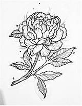 Peony Tattoo Flower Coloring Drawing Flowers Peonies Drawings Designs Tattoos Draw Printable Shoulder Painting Sketches Foot Carly Singleton Meanings Sleeve sketch template