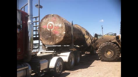 Huge 8 One Log Load Spruce Tree On Peterbilt Logging Truck Youtube