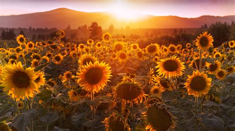 Yellow Sunflowers Sunset Field Flowers Summer Sunrays 4 K Hd