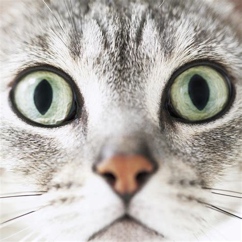 Cat Close Up Photograph By Lisa Stirling