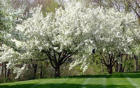 Glts Grow Stressed Out Crabapple Tree Wglt