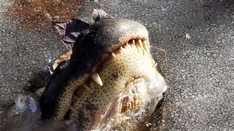 Alligators In North Carolina Poke Their Noses Through Ice To Survive