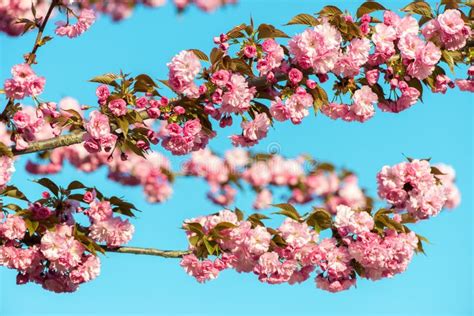 Beautiful Cherry Blossom Pink Sakura Flower On Nature Background